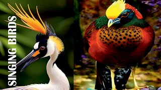 Beautiful birds sounds | Singing birds | Beautiful birds sound in the Forest | Colourful birds 4k