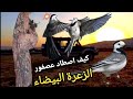كيف اصطاد طيور الزعرة البيضاء ٢٠٢٢ كيف اصطاد طيور الزعرة البيضاء ٢٠٢٢