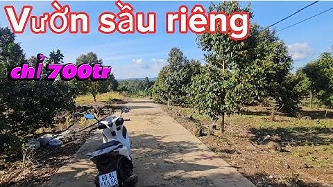 Bán vườn sầu riêng giá rẻ cho Anh Chị thích làm nhà vườn nghỉ dưỡng ở định quán đồng nai dưới 1ty.