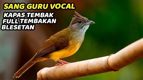 MASTERAN KAPAS TEMBAK GACOR DOR TERBARU 2024❗️KAPAS TEMBAK GACOR LAGU DAN SPEED PAS JOSSS