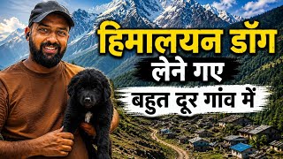 हिमालयन डॉग लेने गए बहुत दूर गांव में sheepdog puppy for sale Gaddi puppy Uttarakhand Wale