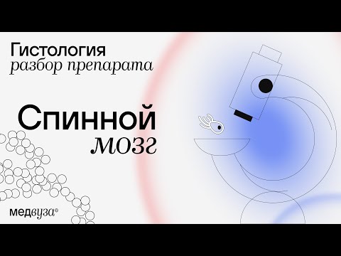 Спинной мозг | Разбор гистологического препарата