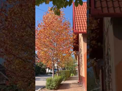 Video: Autumn Gelenium (42 Foto's): Planten En Verzorgen In Het Open Veld. 