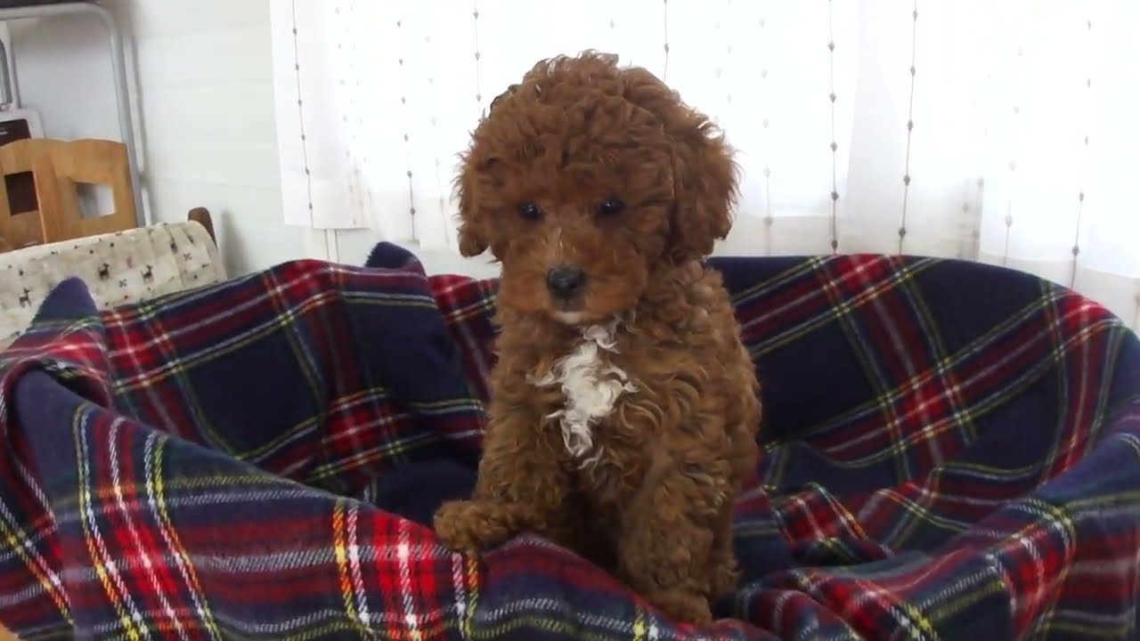 宮城県のトイプードル 男の子 21 12 30生まれ アプリコット 子犬id ブリーダーナビ