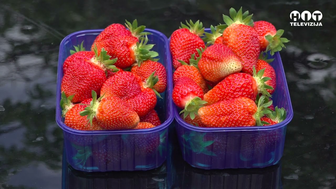 Brcko distrikt - Jagode ove godine dobro startovale - Hit Televizija Brcko
