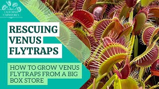How to Grow a Venus Flytrap from Home Depot