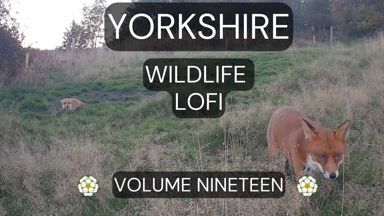 Yorkshire Wildlife Lofi – Volume Nineteen | Real Trail Cam Footage & Ambient Music (No Mid-Roll Ads)