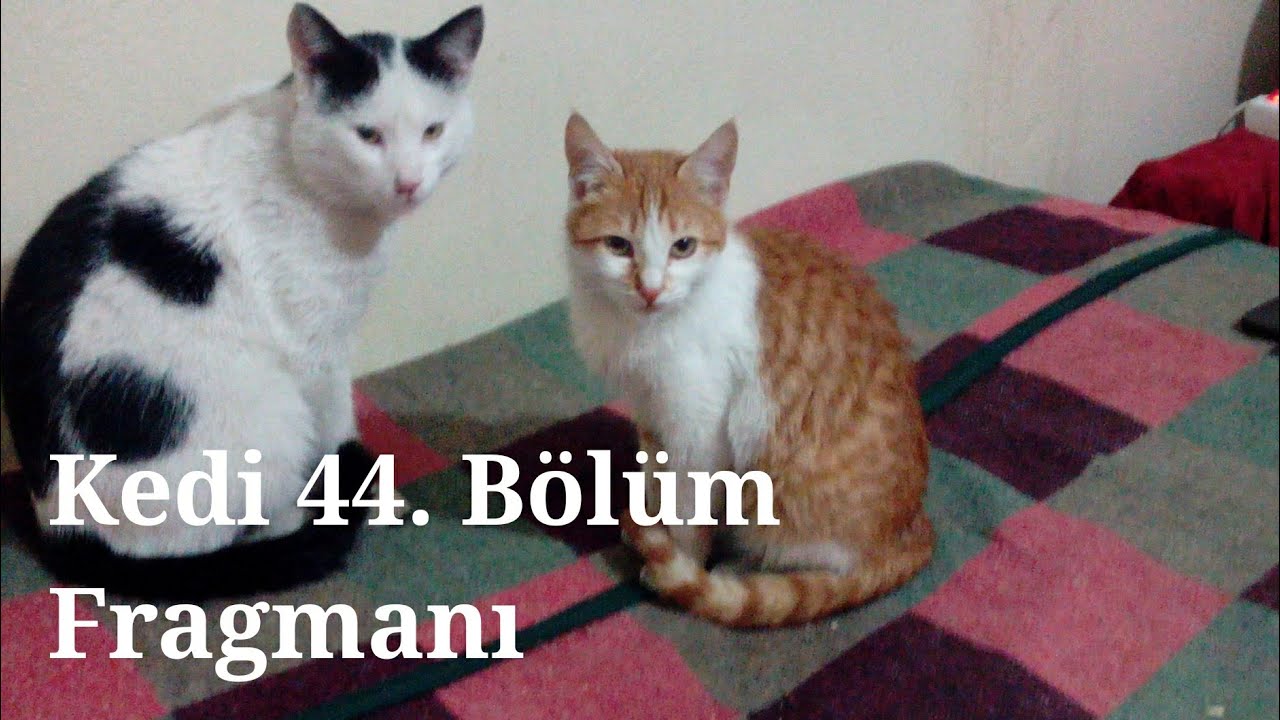 Kedi 44. Bölüm Fragmanı YouTube
