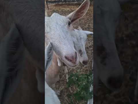 Feeding goats 🐐 😋 ❤️