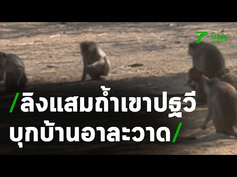 ลิงแสมถ้ำเขาปฐวี บุกบ้าน อาละวาด | 01-02-64 | ข่าวเที่ยงไทยรัฐ