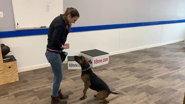 K9one Dog Training: Luna Chang (3/25/20)