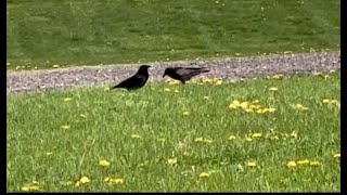 A pair of Crow on the Dandelion field #birds #crow