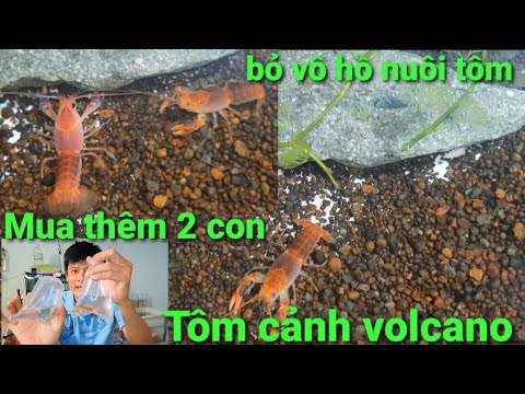 Tiếp tục mua thêm 2 con tôm cảnh volcano về thả vô hồ nuôi tôm cảnh ...