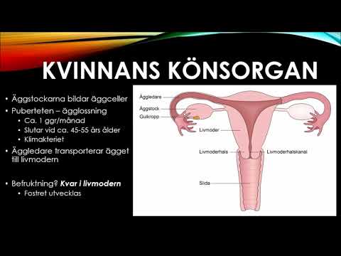 Lärax - Naturkunskap: Människans kön