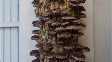 Log Grown Shiitake Mushrooms in time lapse