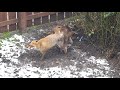 Foxes mating