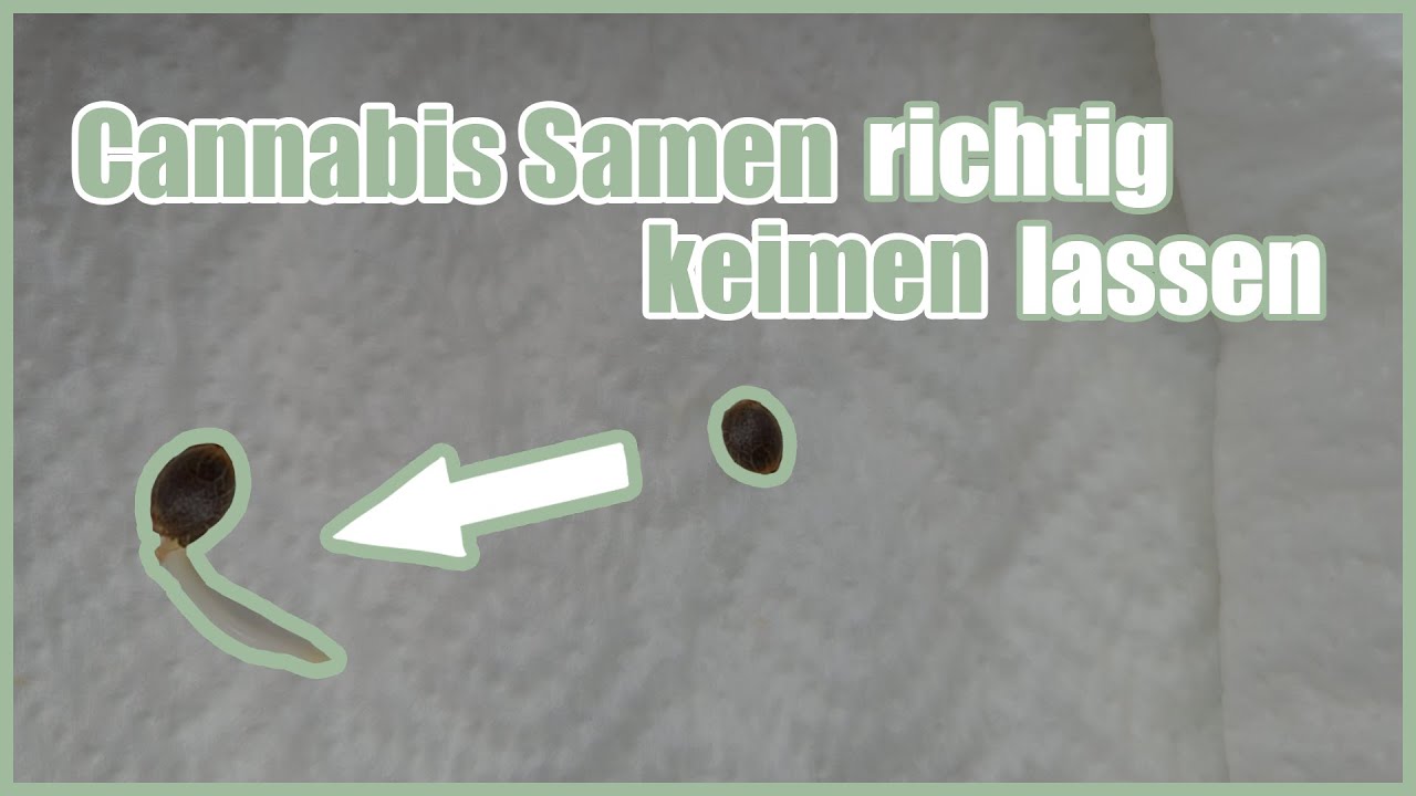 Cannabis Samen richtig keimen lassen