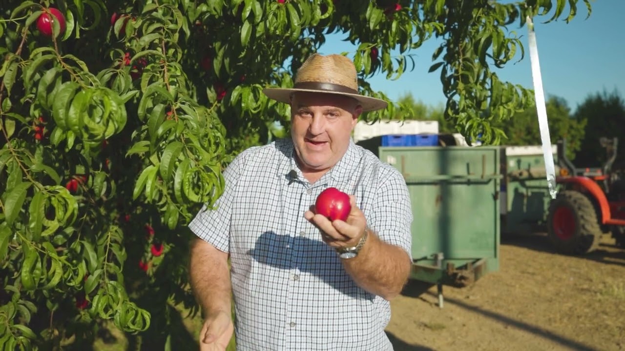 GROWN by | Pipco Fruit Company: Honey Spring Nectarines