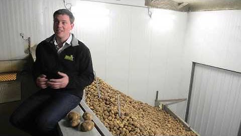 Simplot Innate GM potatoes