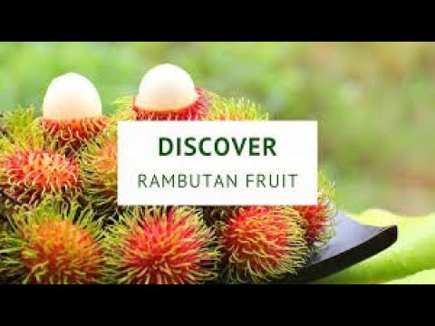 Grafted Rambutan 