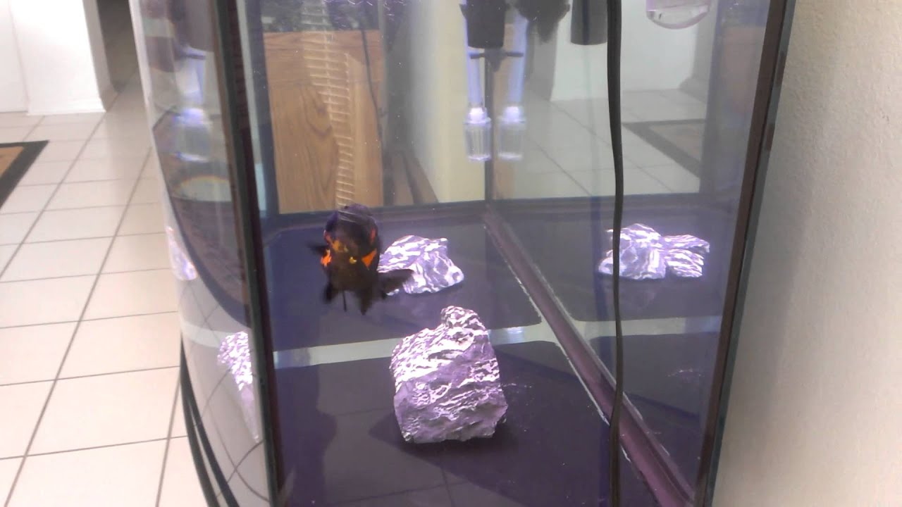 Show quality jet oranda & red/black ranchu - YouTube