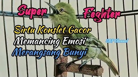 Kicauan merdu cipoh 100%ampuh untuk mengatasi burung sirtu macet bunyi#sirtugacor@srfchannel3881