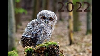 Puštík obecný (Strix aluco) - mláďata bez matky, young Tawny owls without mom