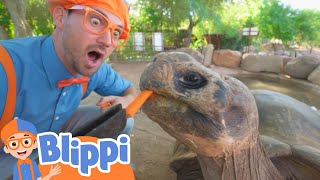 Blippi Visits a Zoo (Phoenix Zoo) | Blippi | Funny Educational Cartoons & Songs for Kids