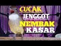 Cucak Jenggot Gacor Masteran Untuk Cucak Jenggot Macet Malas Bunyi Dan Burung Lain Mp3 - Mp4 Download