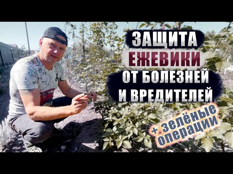 Защита ежевики от паразитов и болезней + зелёные операции
