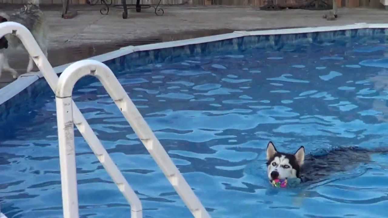do huskies fetch