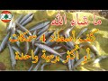 الطريقة السحرية لصيد اربع 4 سمكات أو اكثر برمية واحدة استراتيجية صيد المليقة بطعم الدود الرملي 
