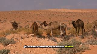 DEVE MİSİN ?