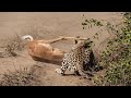 Male leopard Surprises and Steals Meal from Female