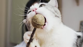 I gave the kitten a catnip lollipop! The result was unexpected... | SanHua Cat Live