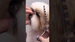 How To Groom A Shih Tzu