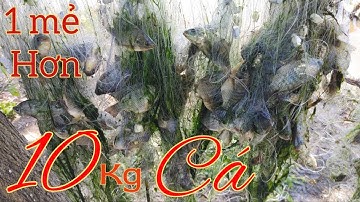 Thả lưới trúng bầy cá rô phi | Dính se viền | Trọng Nghĩa Vlog #thaluoi #luoica