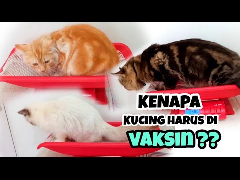 Video: Vaksin 