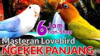 6 JAM NON STOP Masteran Lovebird Fighter Ngekek Panjang