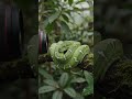 How To Take The Perfect Snake Picture #shorts #fotodiscountworld