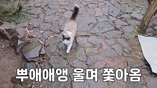 비 맞고 울면서 쫓아오는 고양이