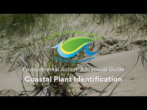 Video: Arrowgrass Plant Info: Pijlgras aan de kust identificeren