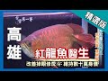 台灣第一等【紅龍魚醫生 改善掉眼戽斗維持身價】高雄_精選版