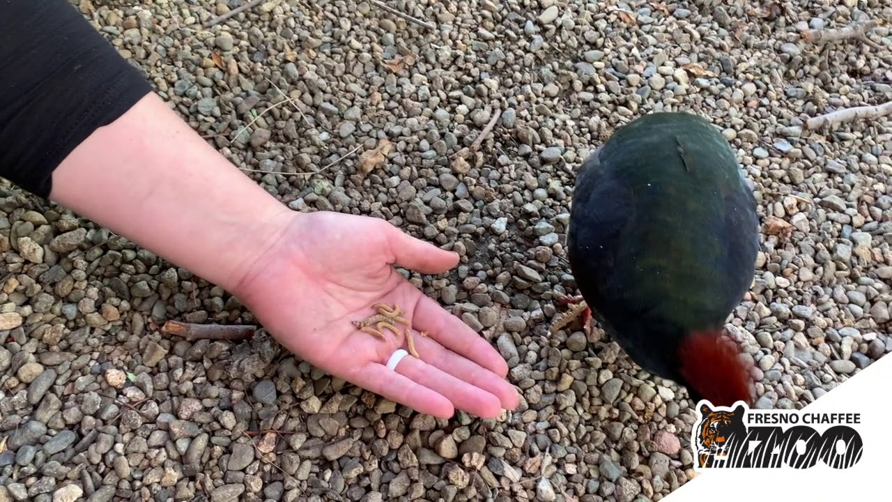 Wood crested partridge and Shama thrush at Fresno Chaffee Zoo 