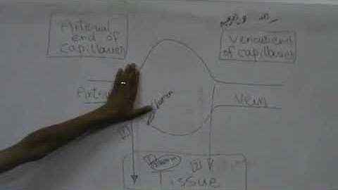 CVS Capillary Circulation Dr Mohamed Fayez