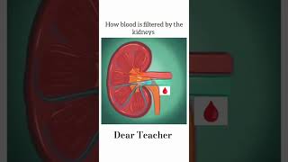 How blood is filtered by the kidney
