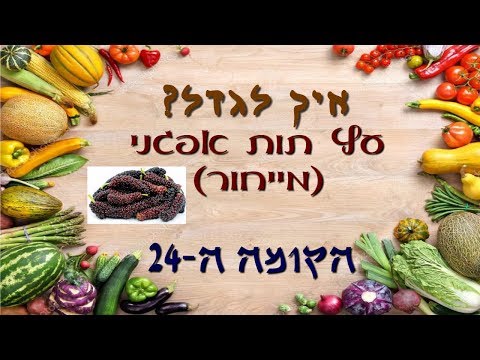 וִידֵאוֹ: טואי (36 תמונות): איך לגדל עץ? תכונות של טיפול בצמח נוי. איך מגדלים את הטוג'ה באוראל? איך נראה אנג'וספרם טוג'ה?