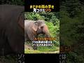 孫の手を見つけたゾウ #動物 #癒し #おもしろ