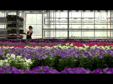 Video: Hur Man Odlar Exotiska Blommor I Landet