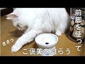 お風呂(後半) 【ノルウェージャンフォレストキャット Norwegian Forest Cat】